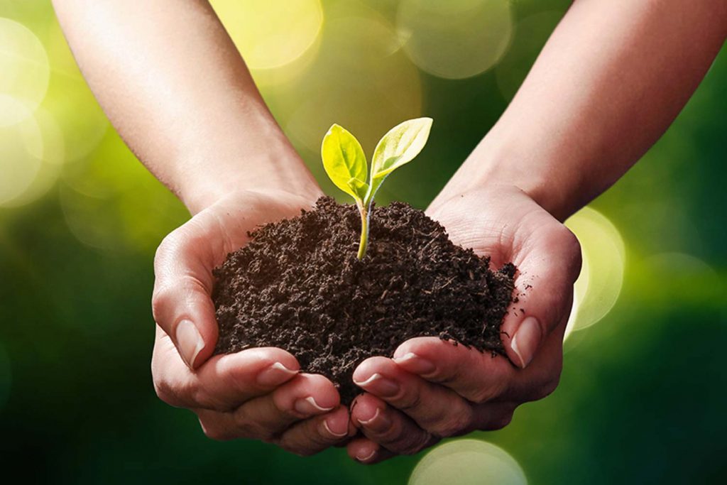 <strong>Seeds to Recovery</strong>