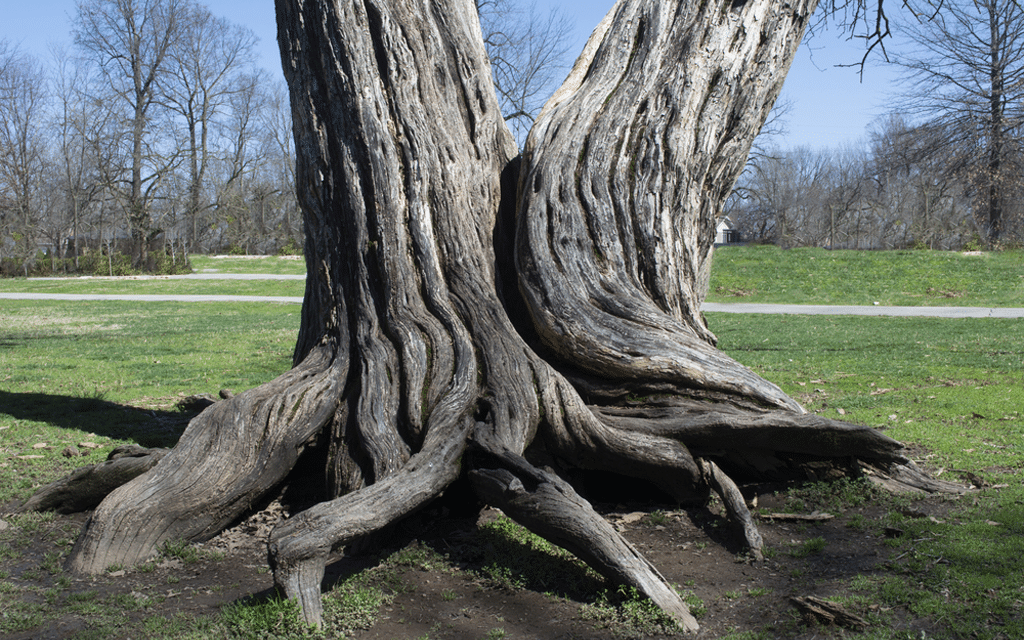 Interconnected trees symbolizing the link between substance abuse and mental health disorders illustrating dual diagnosis